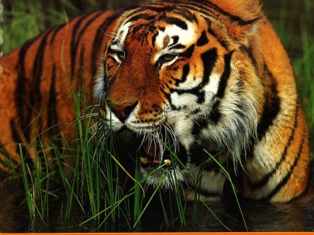 Exploring Nature : Big Cats Discount